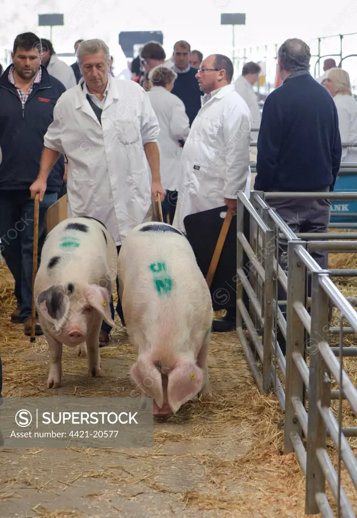 Domestic Pig, Gloucester Old Spot, being moved by farmer, National Pig Show and Sale, Ross-on-Wye, Herefordshire, England, october