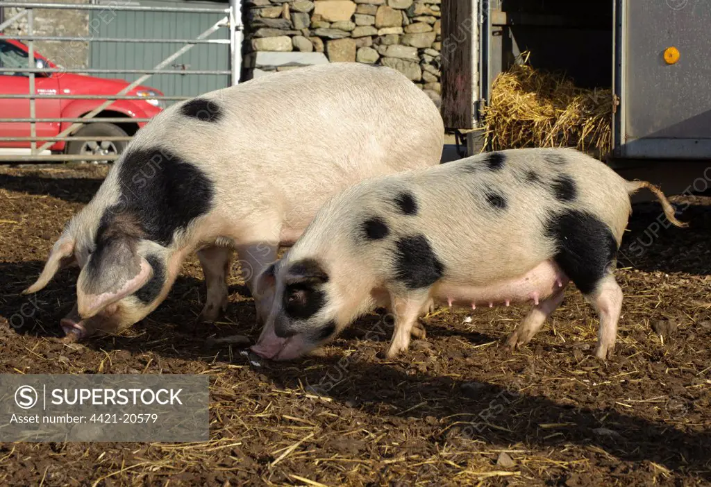 Domestic Pig, Gloucester Old Spot sows, normal and smaller selectively bred sows, part of micro pig breeding process, Cumbria, England, november