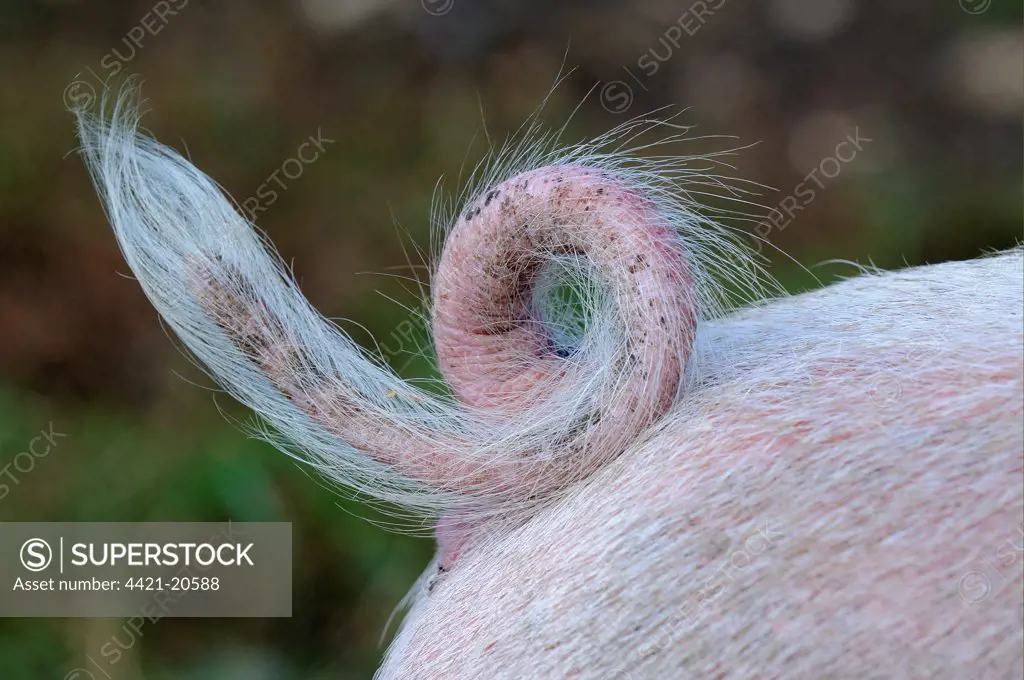 Domestic Pig, Gloucester Old Spot, piglet, close-up of curly tail, Oxfordshire, England, september