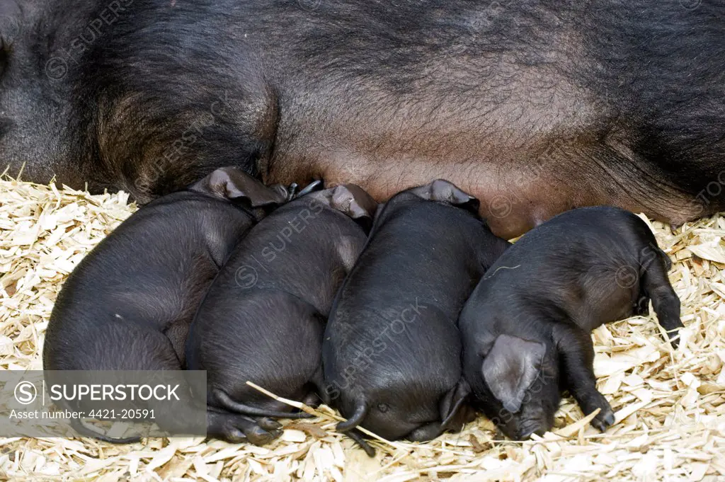 Domestic Pig, Large Black piglets, suckling from sow, in pen with woodchippings, Edinburgh, Scotland