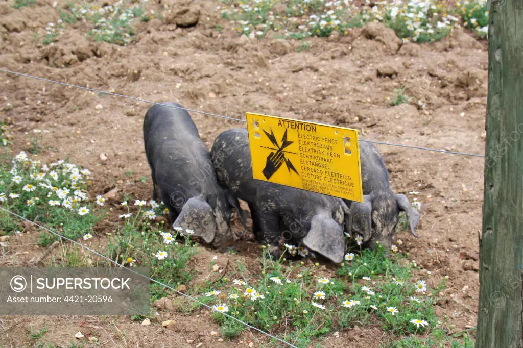 Domestic Pig, Large Black, four-week old piglets, foraging in paddock beside electric fence, Suffolk, England, august