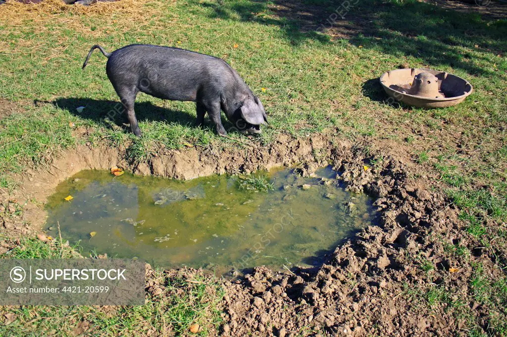 Domestic Pig, Large Black piglet, rooting beside wallow in paddock, Museum of East Anglian Life, Stowmarket, Suffolk, England, october