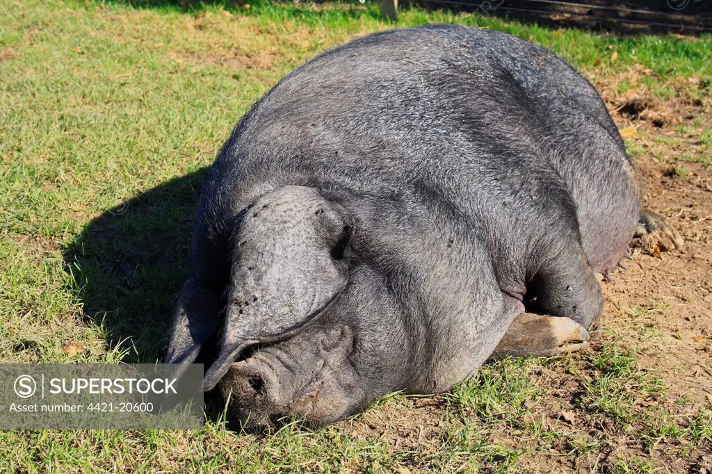 Domestic Pig, Large Black sow, resting in paddock, Museum of East Anglian Life, Stowmarket, Suffolk, England, october