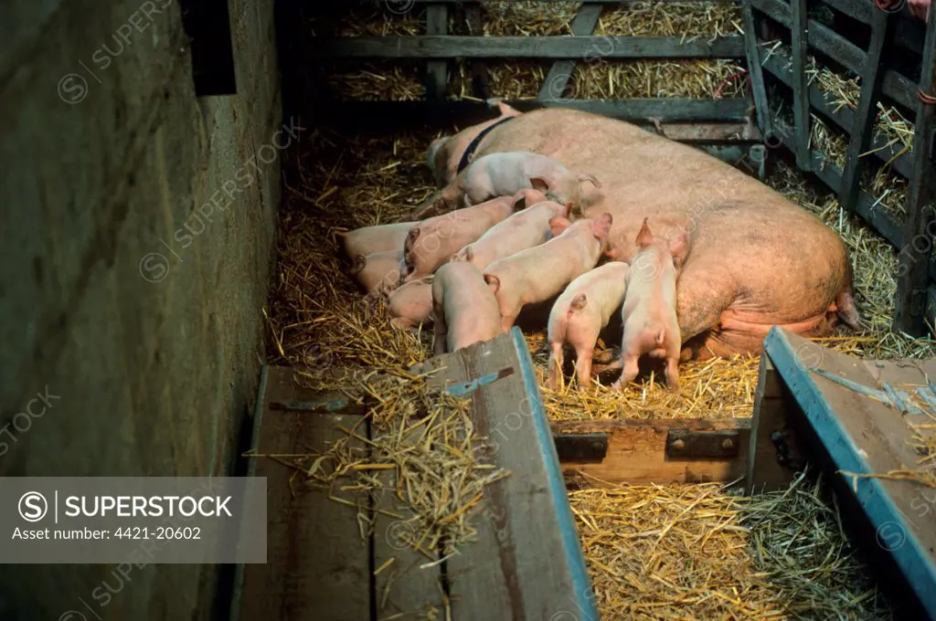 Domestic Pig, Large White, sow suckling piglets, Coombes Farm, Sussex, England