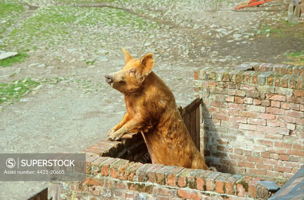 Domestic Pig, Tamworth boar, standing on hind legs at sty wall, waiting for feed, England
