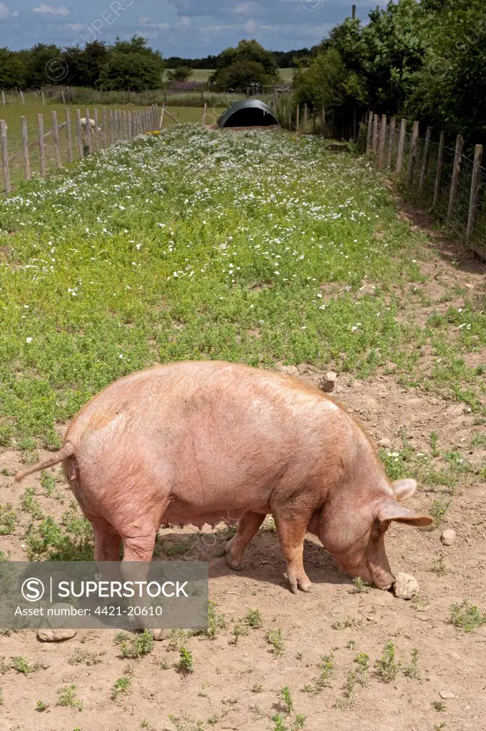 Domestic Pig, Tamworth, freerange sow, rooting in field, England, july