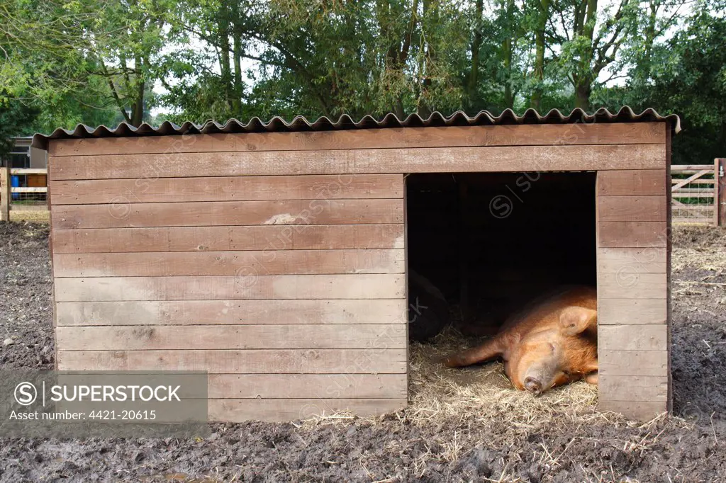 Domestic Pig, Tamworth, sow, sleeping at shelter entrance in muddy paddock, Norfolk, England, september