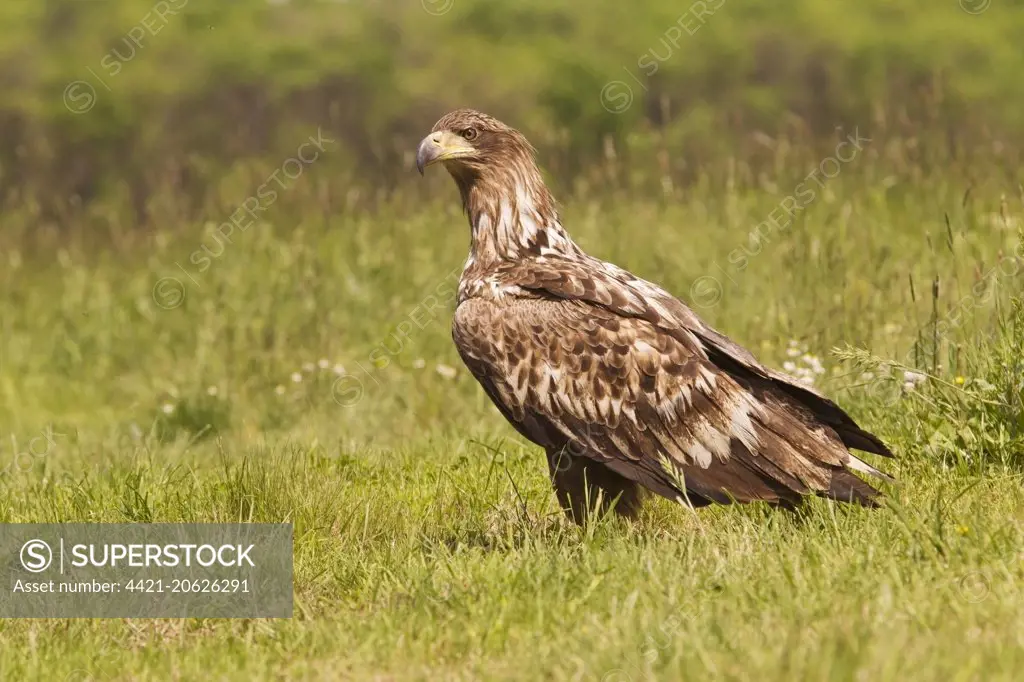 White-tailed Eagle (Haliaeetus albicilla) juvenile, standing on grass, Hortobagy N.P., Hungary, April