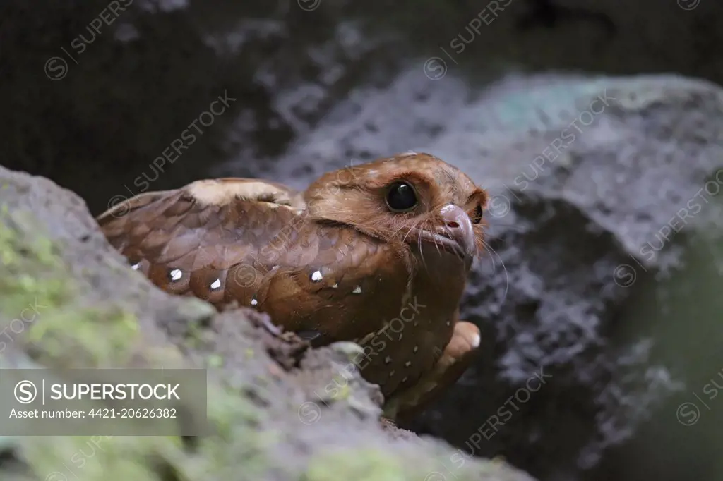Oilbird (Steatornis caripensis) adult, standing amongst rocks in cave, Mindo, Andes, Pichincha Province, Ecuador, February