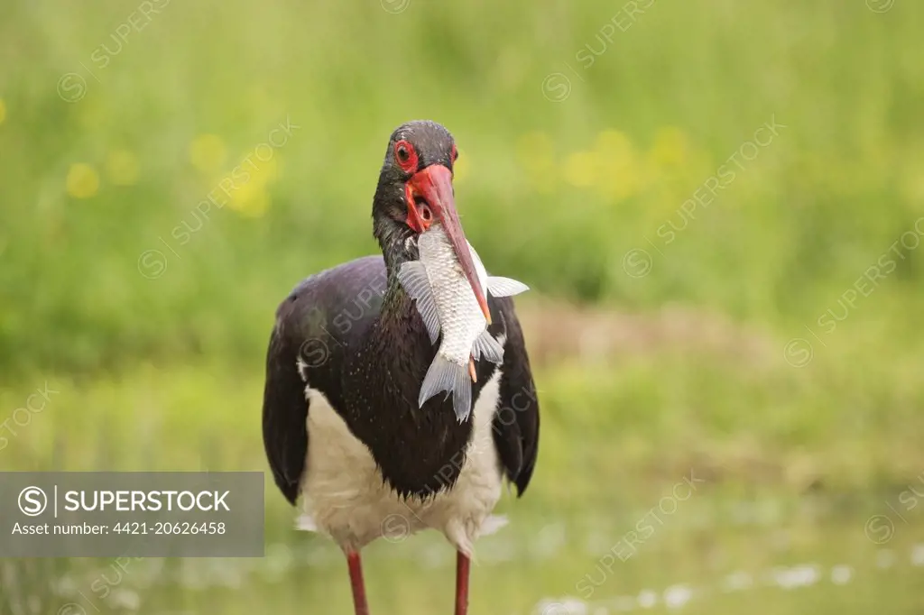 Black Stork (Ciconia nigra) adult, with fish in beak, Hortobagy N.P., Hungary, April