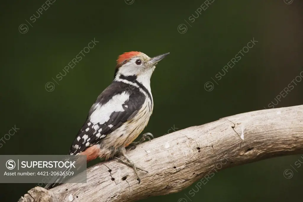 Middle Spotted Woodpecker (Dendrocopos medius) adult, standing on log in woodland, Debrecen, Hungary, April