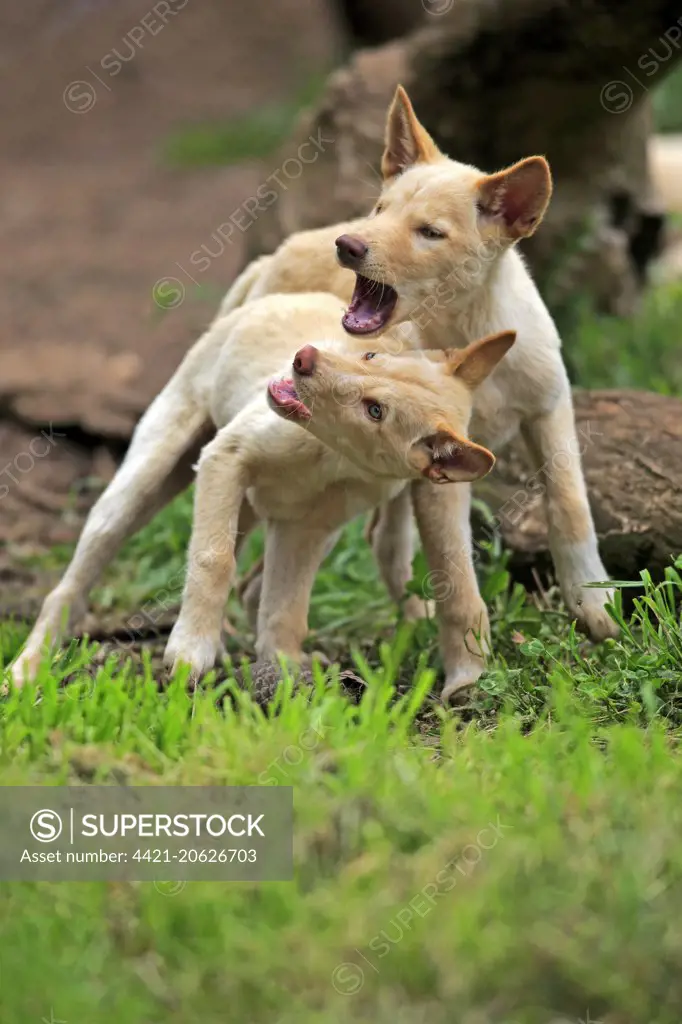 Dingo (Canis familiaris dingo) two pups, playfighting, Australia, November