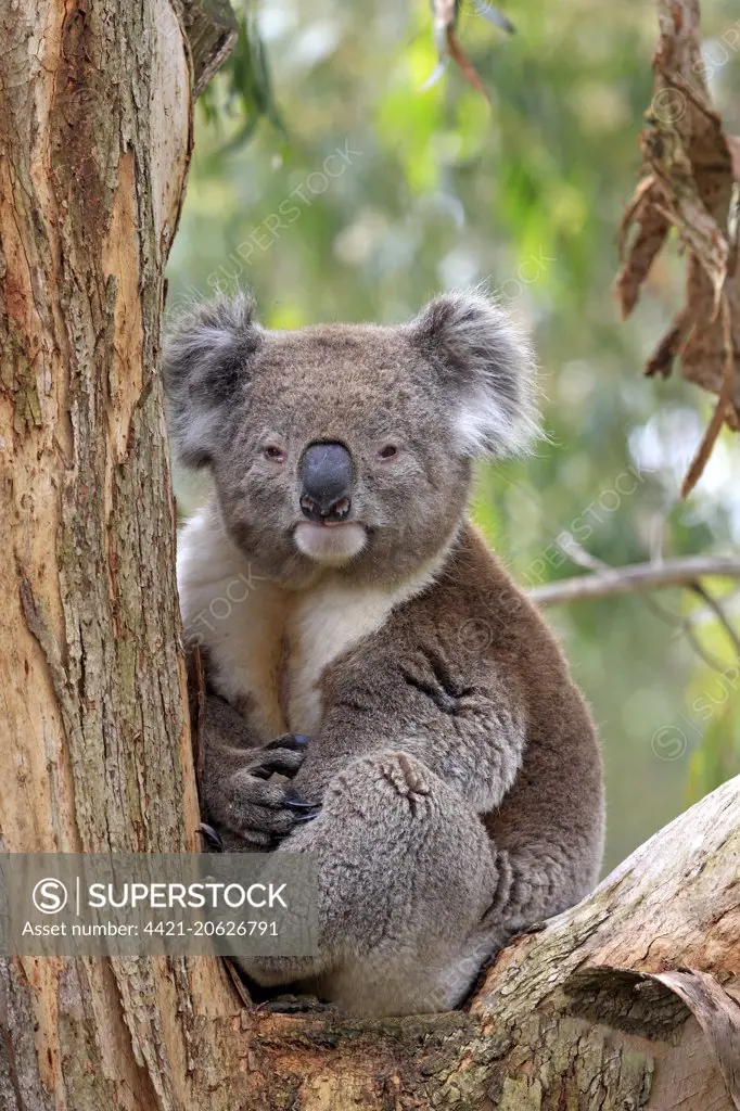 Koala (Phascolarctos cinereus) adult, sitting in tree, Victoria, Australia, November