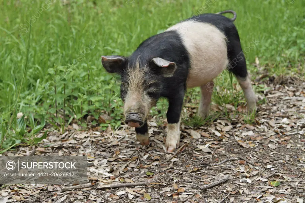 Feral Pig, piglet, foraging on mountain roadside verge, Corsica, France, April