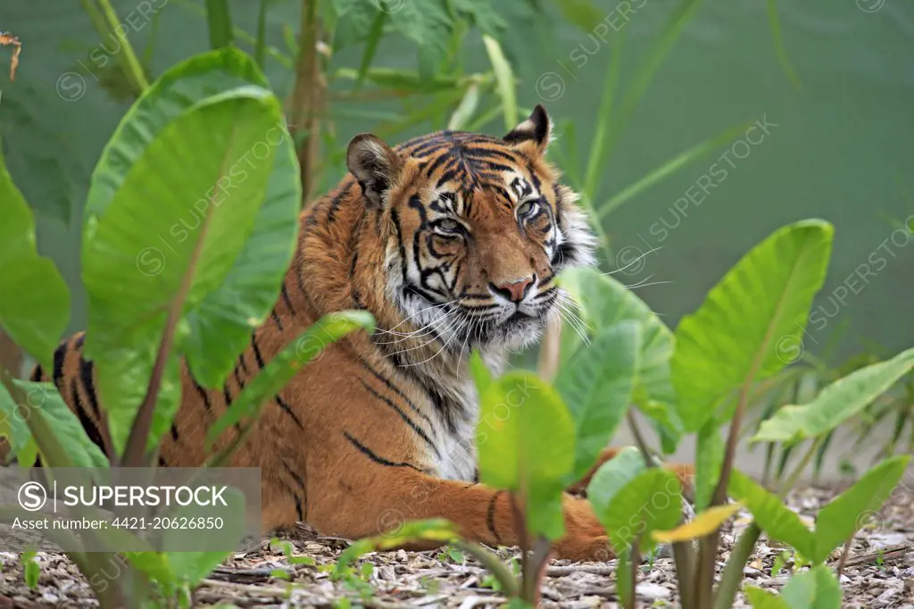 Sumatran Tiger (Panthera tigris sumatrae) adult, resting amongst vegetation (captive)