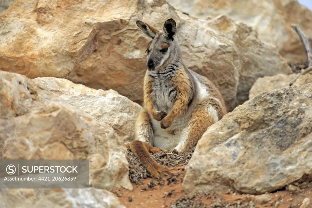 Yellow-footed Rock Wallaby (Petrogale xanthopus) adult, sitting amongst rocks, Australia, October