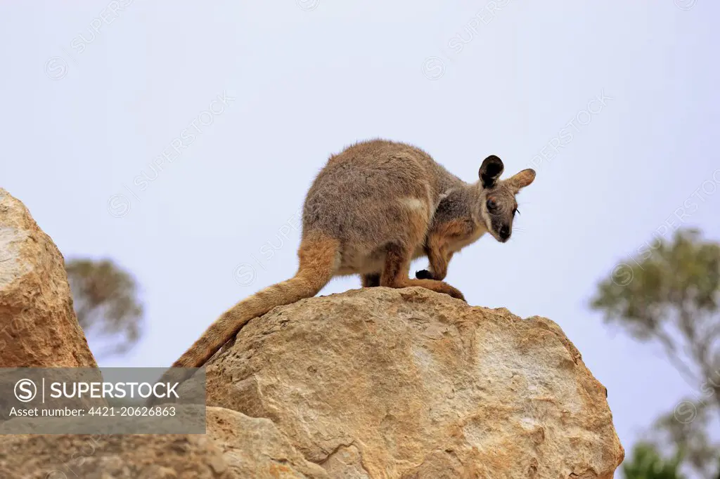 Yellow-footed Rock Wallaby (Petrogale xanthopus) adult, standing on rock, Australia, October