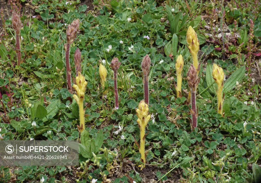 Common Broomrape (Orobanche minor) red and yellow forms, flowerspikes, group growing in meadow, Corsica, France, April
