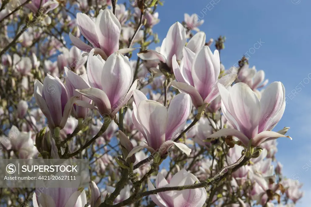 Saucer Magnolia, Magnolia x soulangeana, established flowering tree in spring