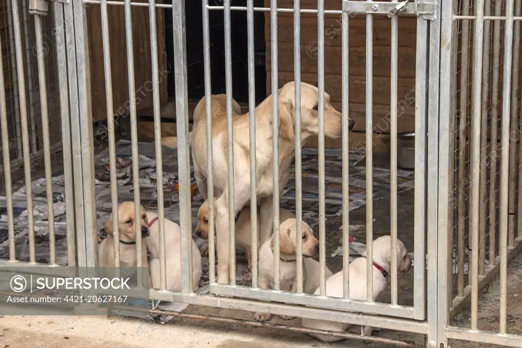 Yellow Labrador bitch with 5 week old puppies in outdoor kennel. 