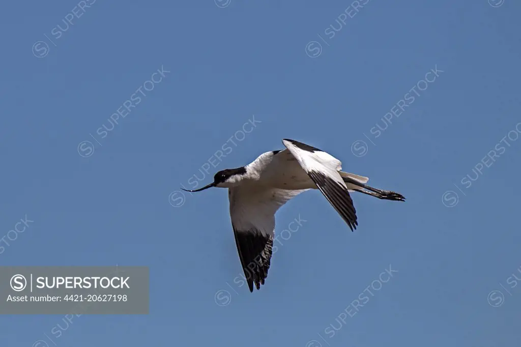 Avocet flying - Deepdale Marsh, North Norfolk