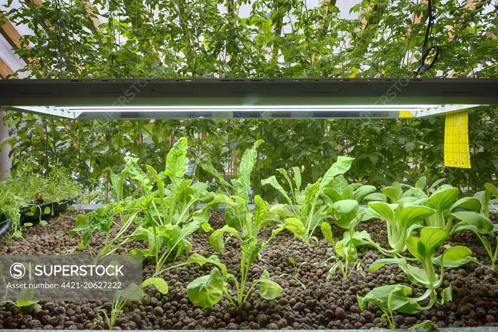 Rocket and Pak choi growing in aquaponics unit, water from tanks containing tilapia fish is pumped into trough with expanded clay, with nutrients used to grow salad vegetables, Todmorden, West Yorkshire, England, April