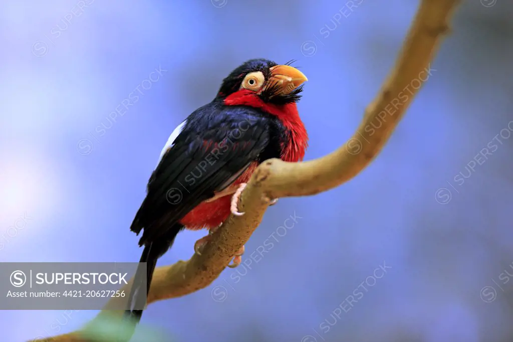 Bearded Barbet (Lybius dubius) adult, perched on branch (captive)