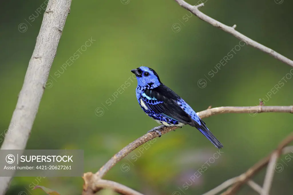 Turquoise Tanager (Tangara mexicana) adult male, perched on twig (captive)