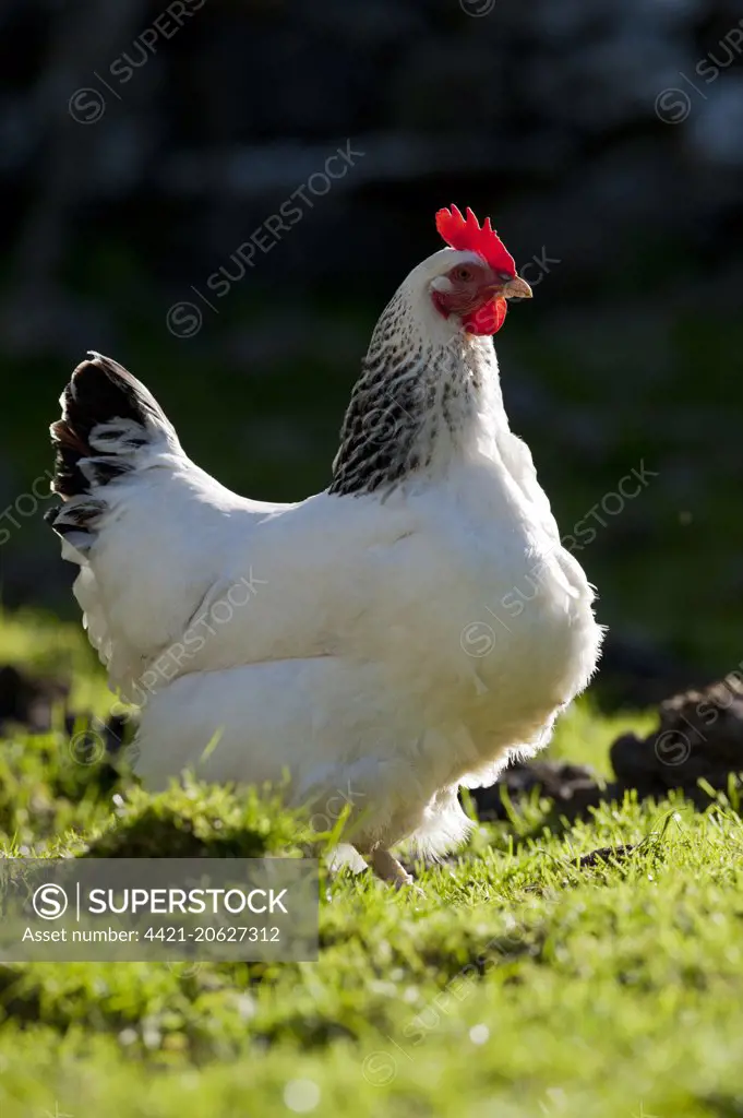 Domestic Chicken, Light Sussex, freerange hen, standing in field, Cumbria, England, June
