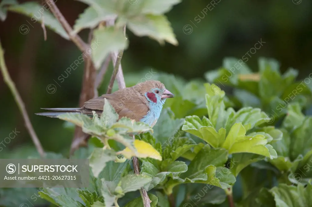 Red-cheeked Cordon-bleu (Uraeginthus bengalus) adult male, perched on stem amongst leaves, Gambia, February