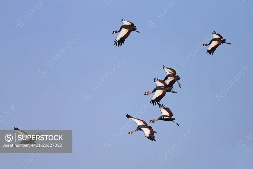 Grey Crowned-crane (Balearica regulorum) seven adults, in flight, South Luangwa N.P., Zambia, June