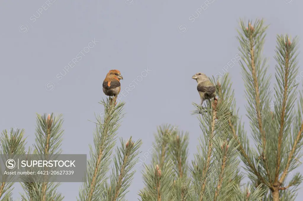 Parrot Crossbill (Loxia pytyopsittacus) adult pair, perched in pine tree, Suffolk, England, November