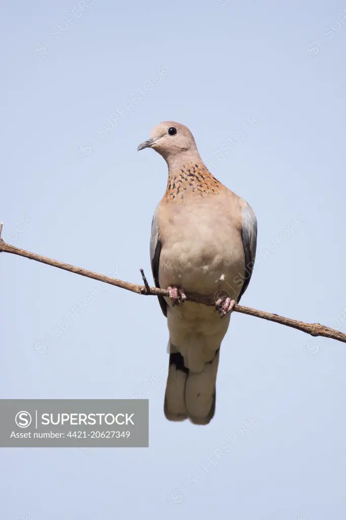 Laughing Dove (Streptopelia senegalensis) adult, perched on twig, Gambia, February