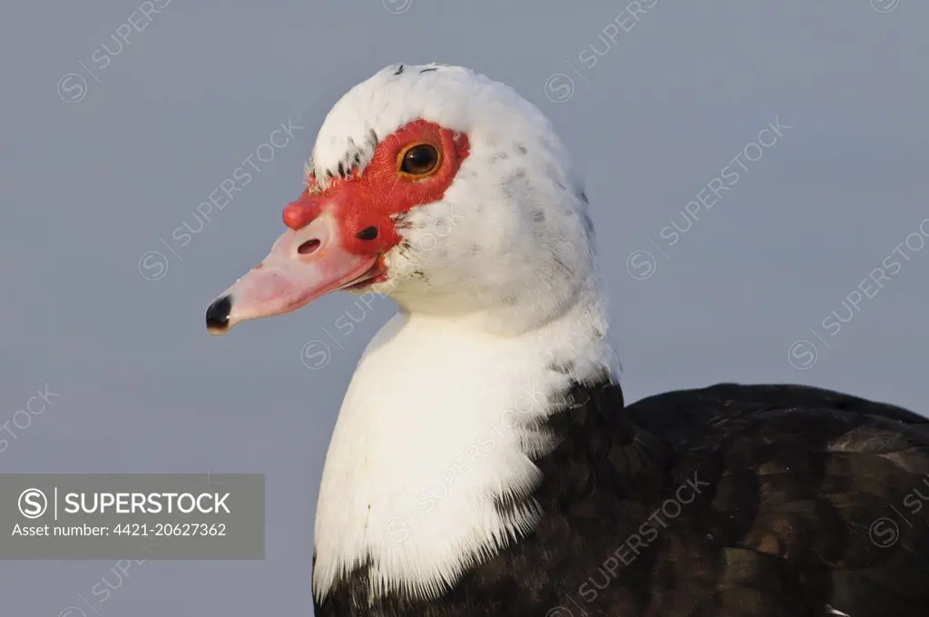 Muscovy Duck (Cairina moschata forma domestica) introduced feral species, adult, close-up of head, Ashby Ville Lake, Scunthorpe, Lincolnshire, England, January