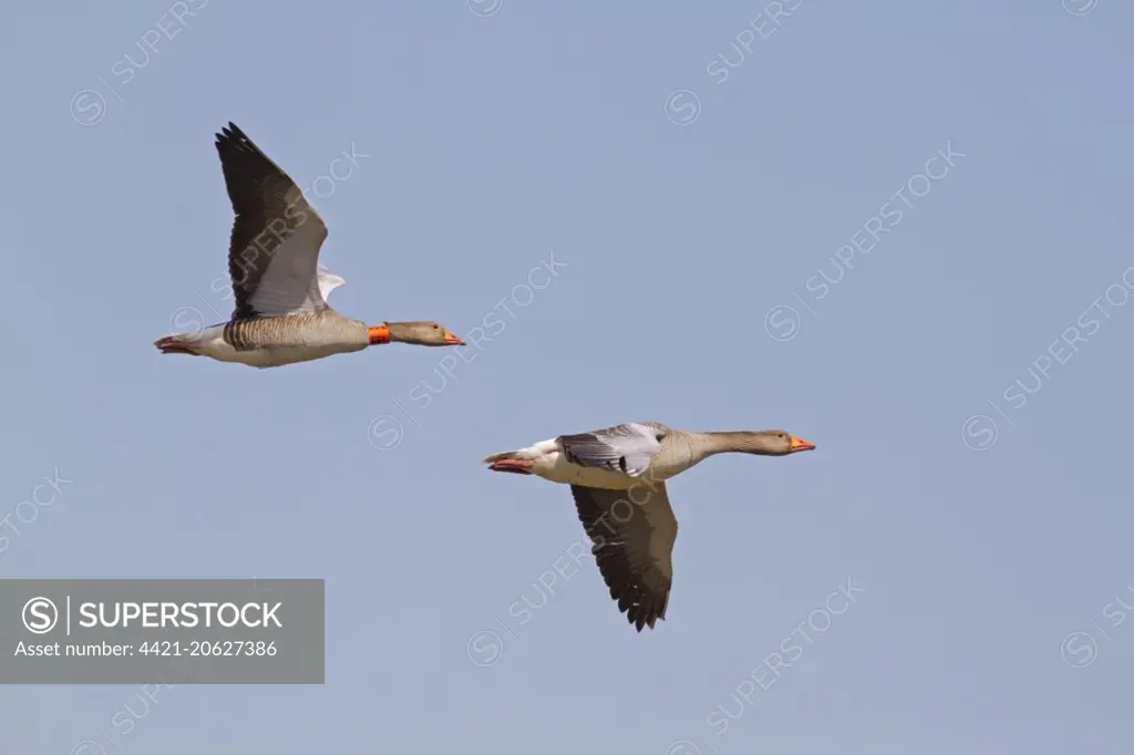 Greylag Goose (Anser anser) adult pair, in flight, one with identification neck collar, Norfolk, England, May