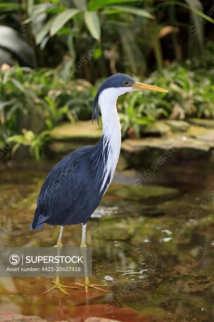 Pied Heron (Ardea picata) adult, standing in shallow water (captive)