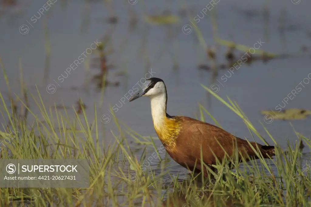 African Jacana (Actophilornis africanus) adult, standing in shallow water, Gambia, February