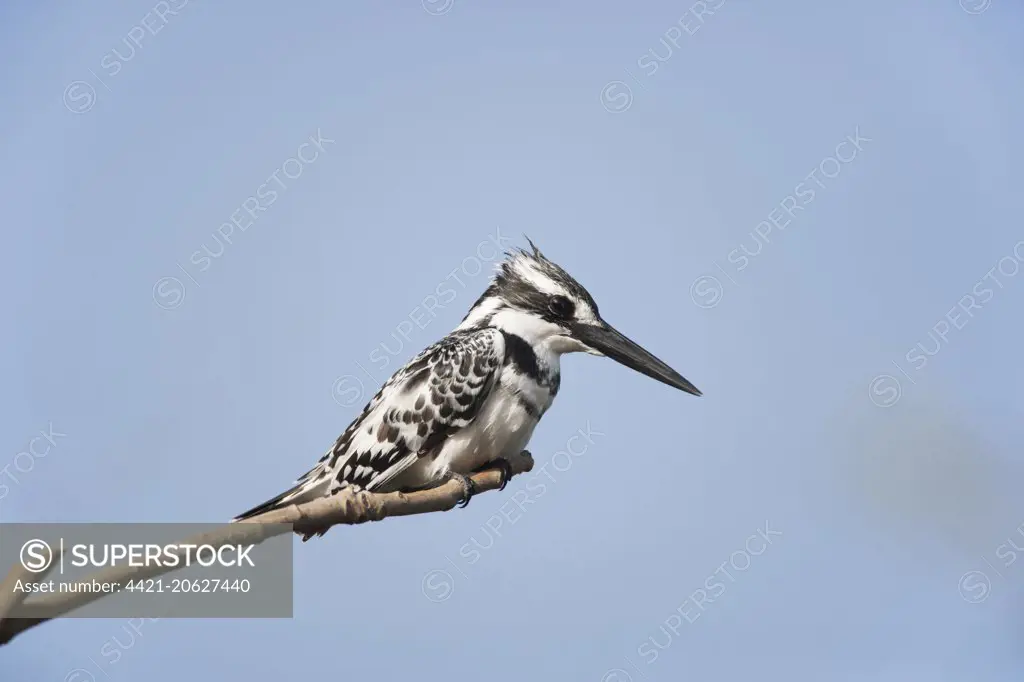 Pied Kingfisher (Ceryle rudis) adult male, perched on twig, Gambia, February