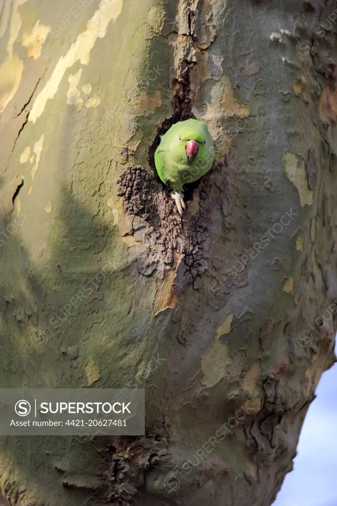 Rose-ringed Parakeet (Psittacula krameri) introduced species, adult female, at nesthole entrance in tree trunk, Luisenpark Mannheim, Mannheim, Baden-Wurttemberg, Germany, March
