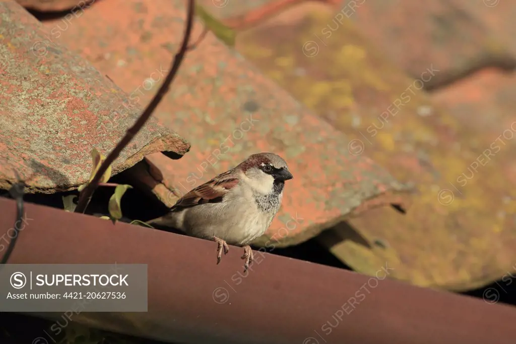 House Sparrow (Passer domesticus) adult male, perched on roof guttering, Norfolk, England, February