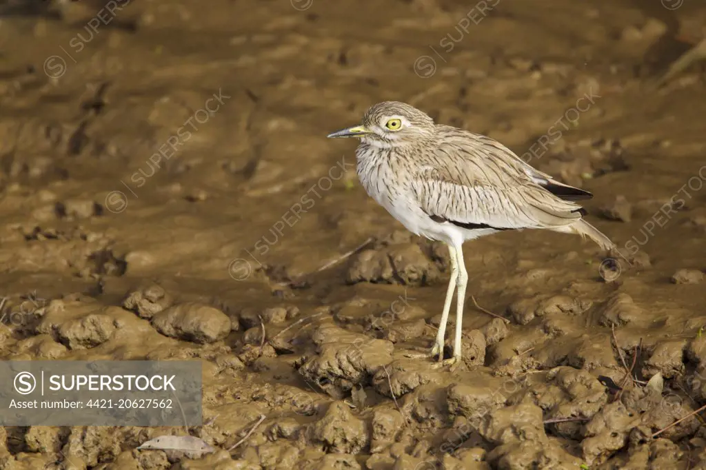 Senegal Thick-knee (Burhinus senegalensis) adult, standing on mud, Gambia, February
