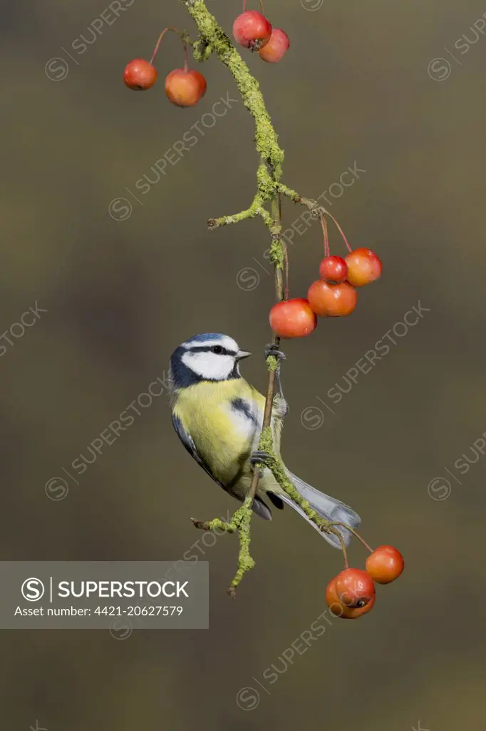 Blue Tit (Parus caeruleus) adult, perched on crabapple branch with fruit, Suffolk, England, January