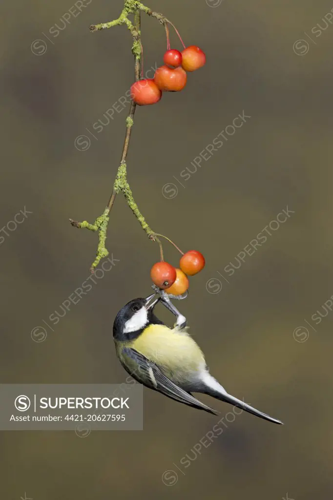 Great Tit (Parus major) adult, feeding, hanging on crabapple fruit, Suffolk, England, January