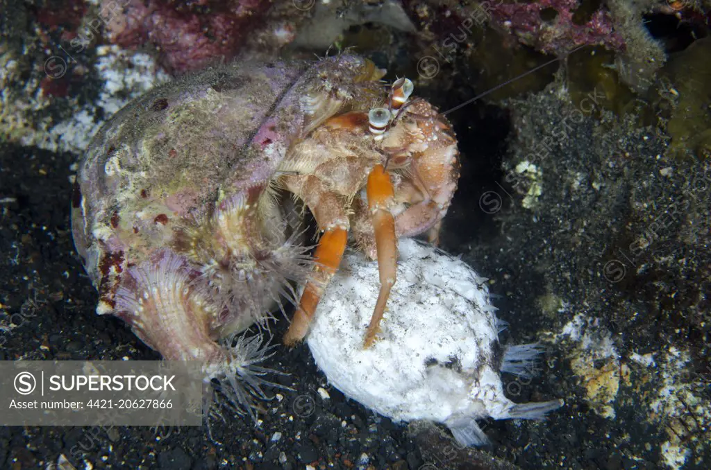 Anemone Hermit Crab (Dardanus pedunculatus) adult, with Sea Anemone (Calliactis polypus) attached to shell for camouflage and protection, scavenging on dead fish, Lembeh Straits, Sulawesi, Sunda Islands, Indonesia, February