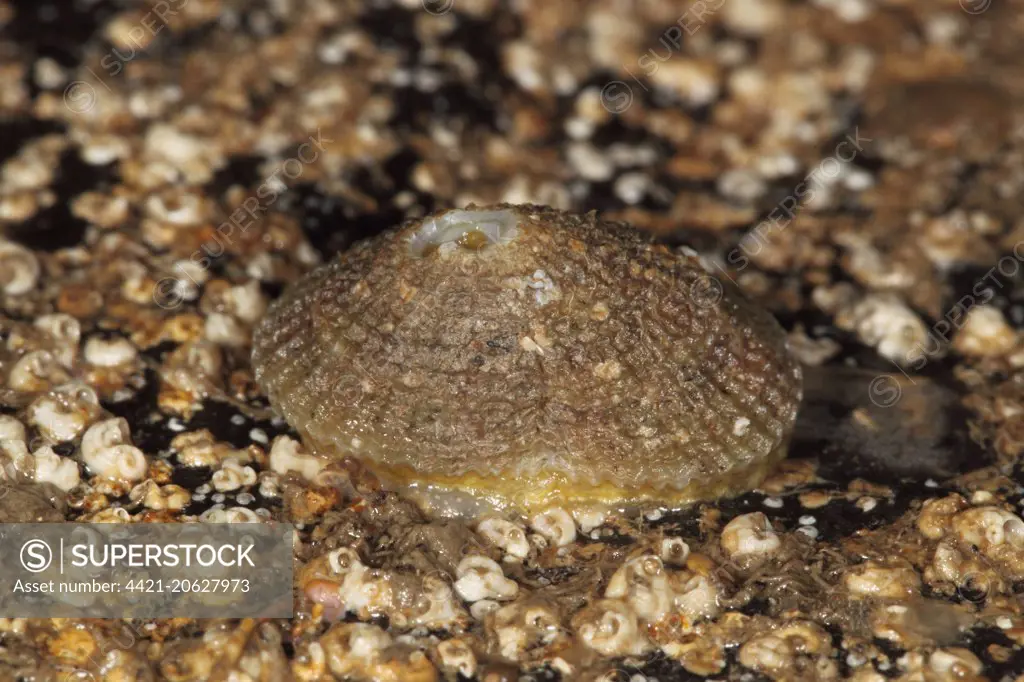 Greek Keyhole Limpet (Diodora graeca) adult, under rock on beach, Kimmeridge, Isle of Purbeck, Dorset, England, March