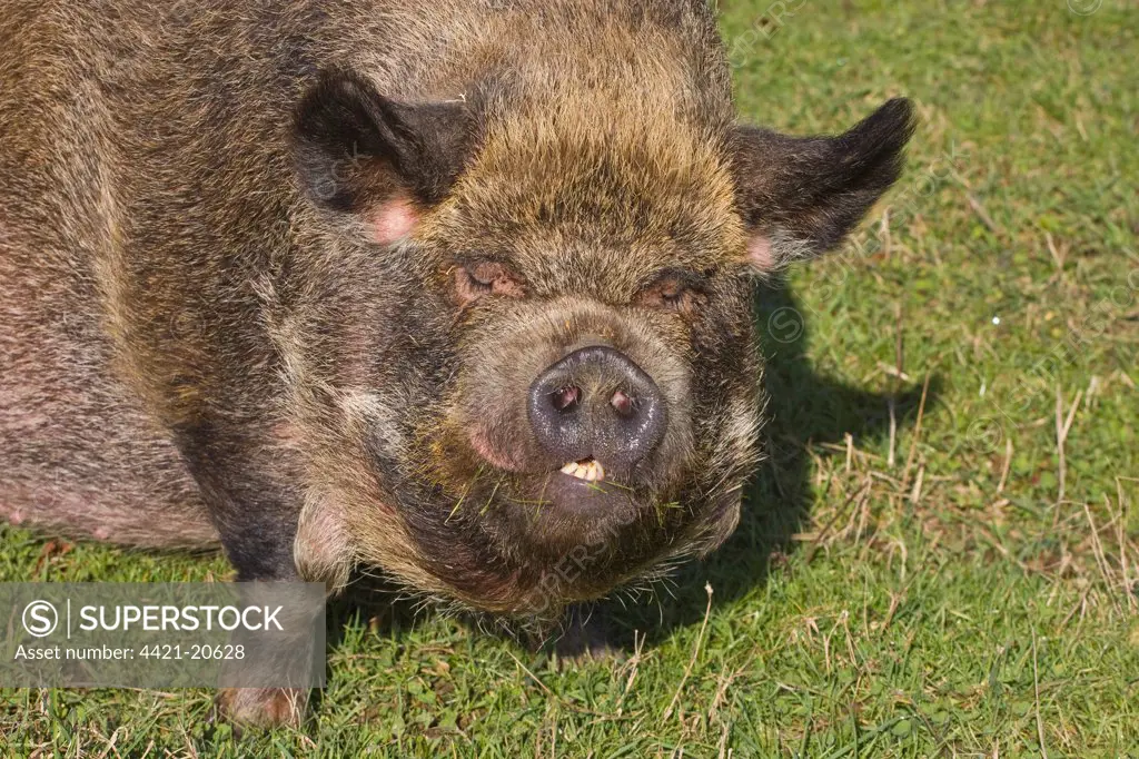 Domestic Pig, Pot-bellied Pig, adult female, close-up of head, Norfolk, England, winter