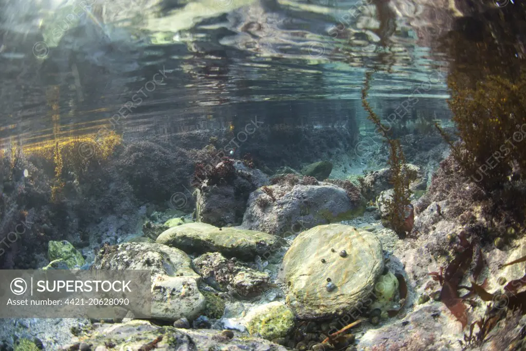 Underwater view of rockpool habitat, Falmouth, Cornwall, England, February 