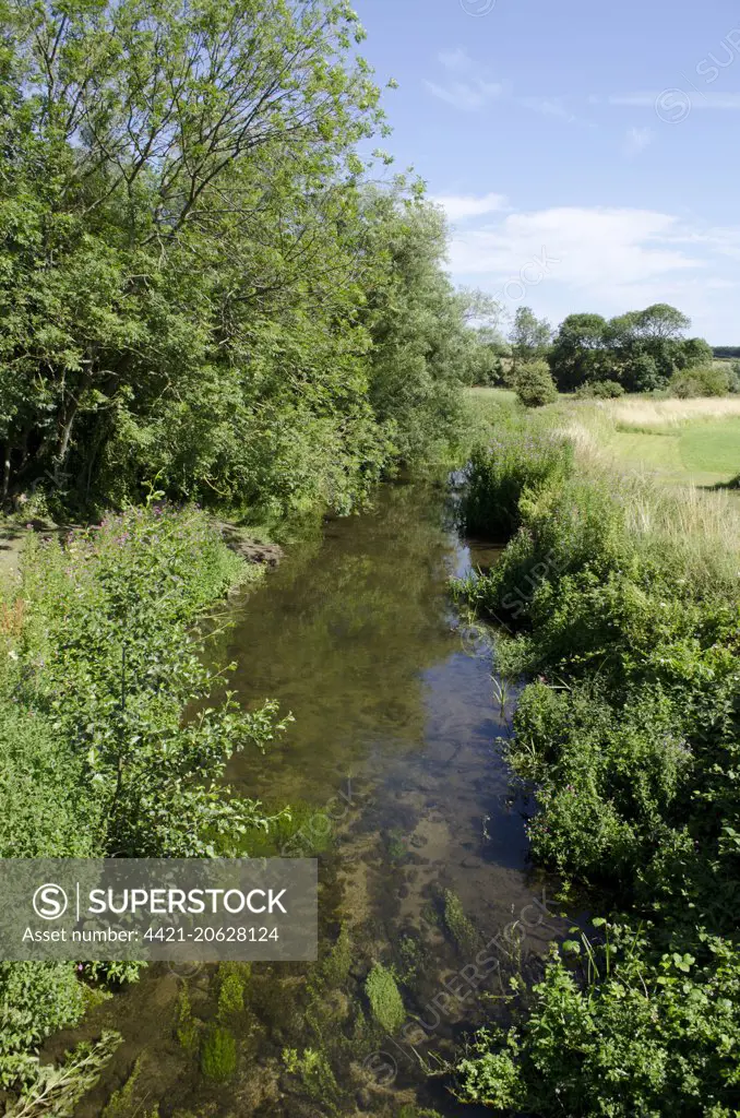 Chalk stream habitat, River Stiffkey, Norfolk, England, August 