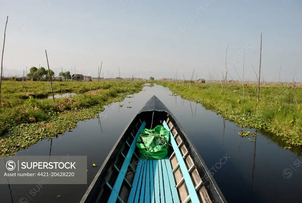 Boat in channel between floating vegetable gardens, Inle Lake, Shan State, Myanmar, January 