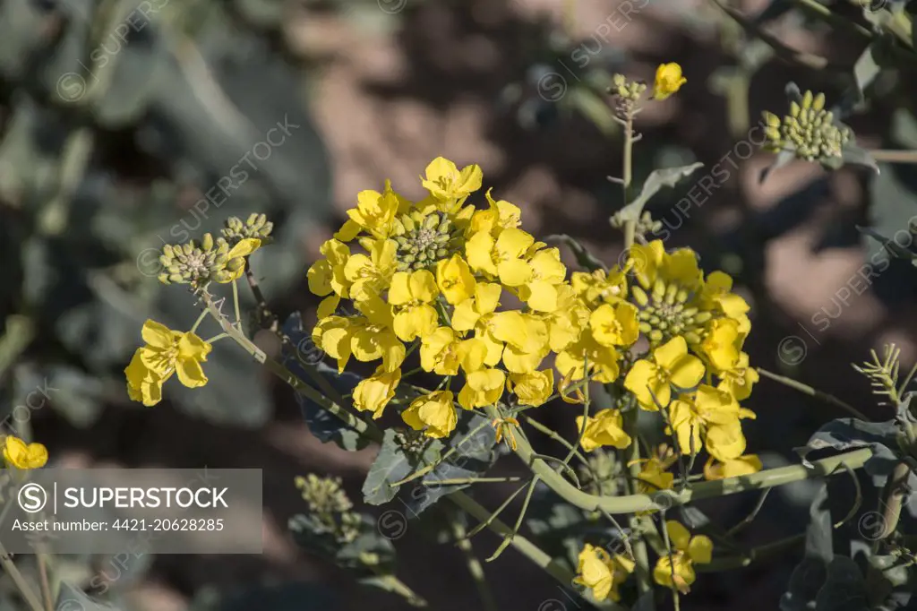 The flower of Rapeseed (Brassica napus), also known as oilseed rape.